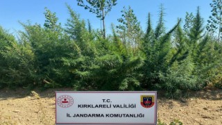 Kırklarelinde 1 milyon 896 bin 550 kök kenevir ele geçirildi
