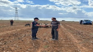 Kırklarelinde kaybolan küçükbaş hayvanlar bulundu
