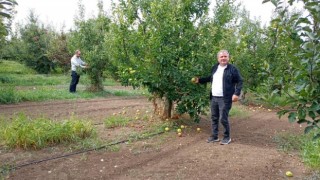 Konyanın üretim merkezi ilçesinde elma hasadı sürüyor