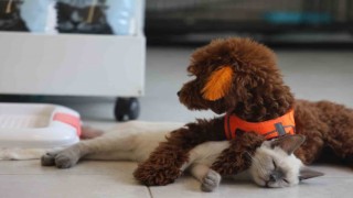 Köpek ile kedinin dostluğu görenleri hayretler içerisinde bırakıyor