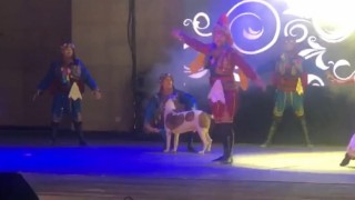 Köpek sahneye daldı, dansçılar şaşkına döndü