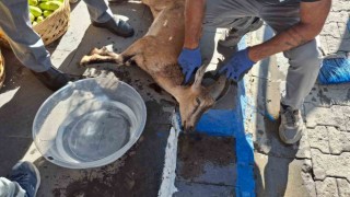 Köpek saldırısında yaralanan koruma altındaki yaban keçisi kurtarılamadı