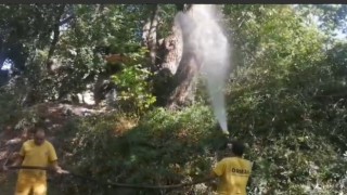 Köyceğizde uzun antenli böceğine karşı biyolojik çözüm