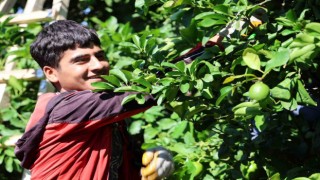 Kozan limonu Avrupa ve Asya ülkeleri için tırlara yüklendi
