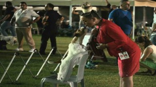 Kuşadasında renkli köpek şöleni: International Dog Show sona erdi
