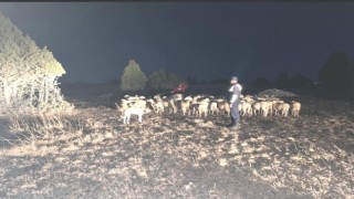 Kütahyada kaybolan 92 küçükbaş hayvanı jandarma buldu