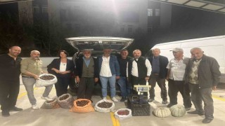 Kuzu kestane pazara indi