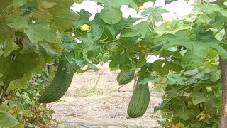Lif kabakları hasat için sayıyor
