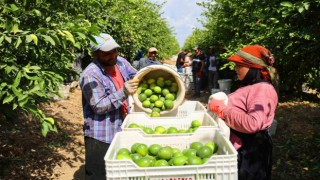 Limon bahçede 8, market ve pazarda 25 lira