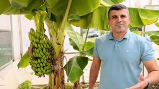 Manavgatta hobi bahçesinde zeytin ve muz hasadı