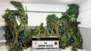 Manisa jandarmasından kenevir operasyonu