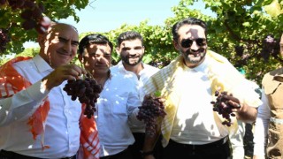 Manisada yaklaşık 40 bin aile geçimini bağcılıktan sağlıyor