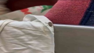 Mide bulandıran şartlarda gıda üreten 3 işletme mühürlendi