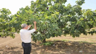 Mudanyalı üreticilere çifte müjde