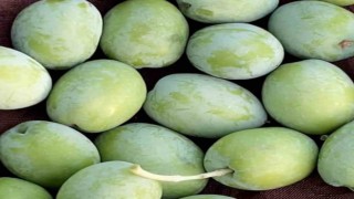 Mut Belediye Başkanı Orhan: Bu yıl 220 bin ton zeytin rekoltesi beklentimiz var