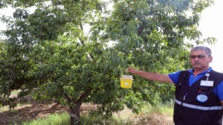 Narenciye üreticisinin kâbusu Akdeniz Meyve Sineğine tuzak