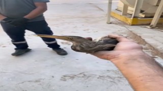 Nesli tükenmekte olan kuşu doğaya saldılar