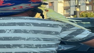 Omzunda papağanla motosikletli yolculuk
