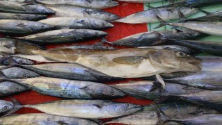 Orduda balıkçıların ağına 1 kilogramlık mezgit balığı takıldı