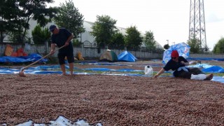 Orduda üreticilerin zorlu fındık kurutma mesaisi