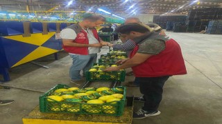 Ortacada nar ve limon ihracatında rekor beklentisi
