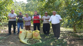 Osmaniye'de Ceviz Hasadı Başladı