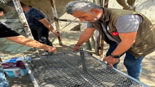Osmaniye'de Kaçak Tavus Kuşu Üretimi Ortaya Çıkarıldı