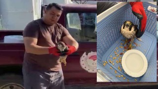 Osmaniye’de Yaralı Atmaca Tedavi Altında