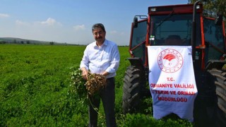 Osmaniye'de Yer Fıstığı Hasadı Gerçekleştirildi