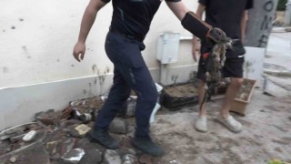 Yavru kedi 7 saatlik operasyonla kurtarıldı