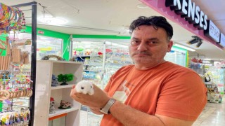 Pet shoplardan alınan hayvanlar geri getiriliyor