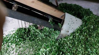 Rizede üreticilerin ÇAYKURa ‘Organik çay tepkisi
