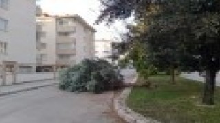 Rüzgarın etkisiyle kırılan ağaç yola devrildi