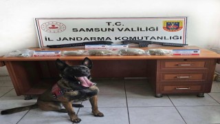 Samsunda jandarma 3 kilo bonzai ele geçirdi