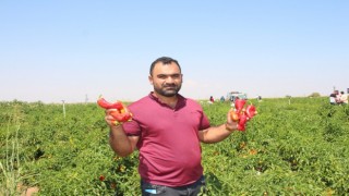 Şanlıurfada acı biberin hasadı sürüyor
