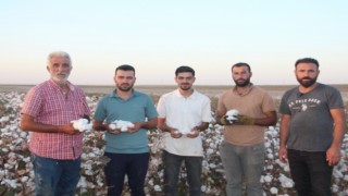 Şanlıurfada beyaz altın hasadı başladı