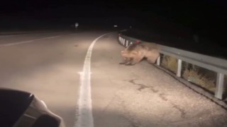 Sarıkamışta ayının kaşınma anı kamerada
