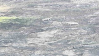 Sarp kayalıkların usta tırmanışçıları
