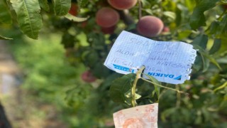 Şeftali ağacına asılan not kalpleri ısıttı