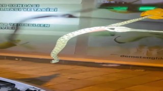 Seyir halindeki aracın kaputundan yılan çıktı