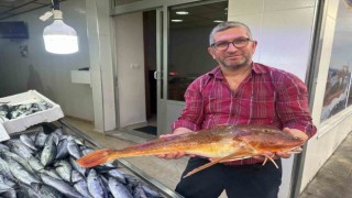 Sinopta ağlara takılan kırlangıç balığı ilgi odağı oldu