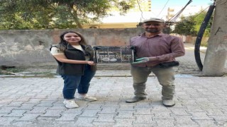 Şırnakta Balaban ve Kızıl Şahin tedavi altına alındı