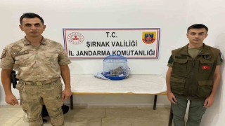Şırnakta kınalı keklik avlayan şahıs jandarmaya yakalandı: 13 bin 922 TL ceza kesildi