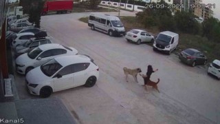 Sokak köpeğinin saldırısına uğrayan Erüstün: Parçalanmaktan zar zor kurtulduk