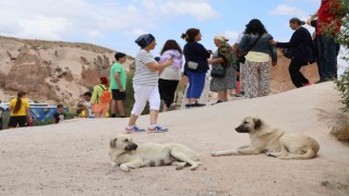 Sokak köpekleri turiste saldırdı