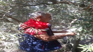 Sökede pamuk zararlıları ile mücadele sürüyor