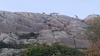 Tarihi mahalle Harputta dağ keçileri sürü halinde görüntülendi