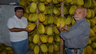 Tescilli Kırkağaç kavunları kış sofraları için askıya alınıyor