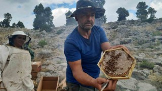 Toros Dağlarının zirvelerinde ayı korkusundan ballar erken hasat edildi