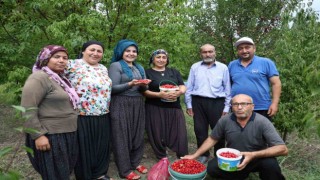 Toroslarda yetişen şifalı kızılcık kirazının hasadı başladı